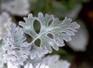 cineraria silver leaves