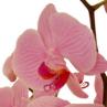 phalanopsis orchid
