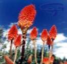 red hot pokers
