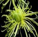 spider chrysanthmum